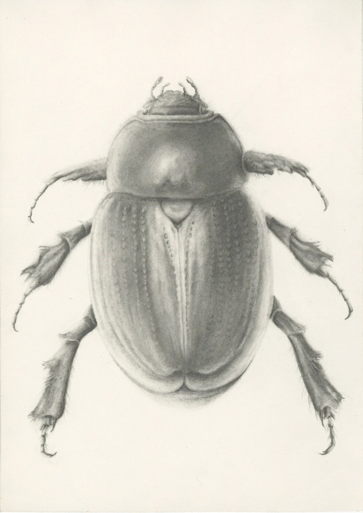 Beetle project graphite.jpg