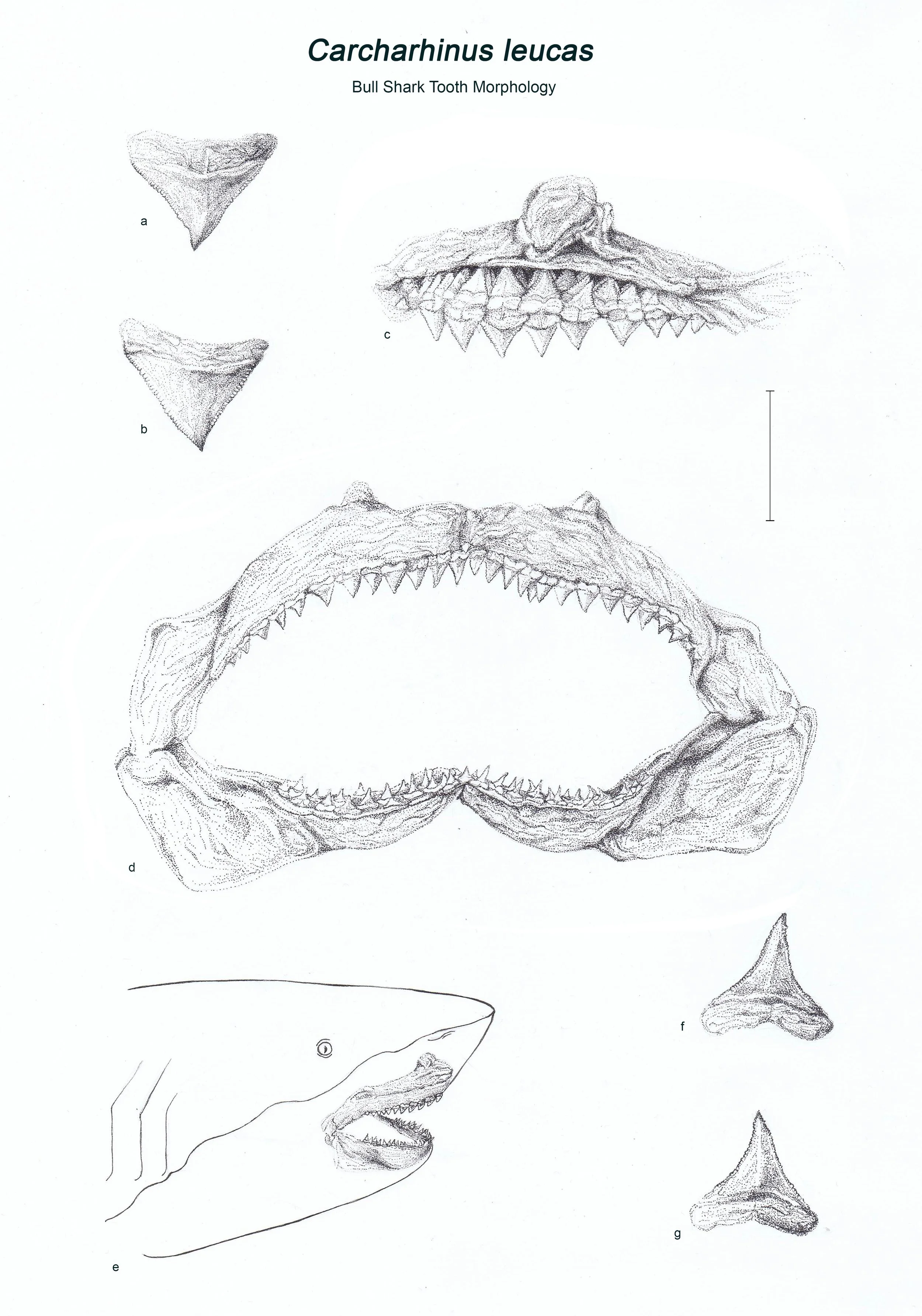 Scientific Illustration Front.jpg