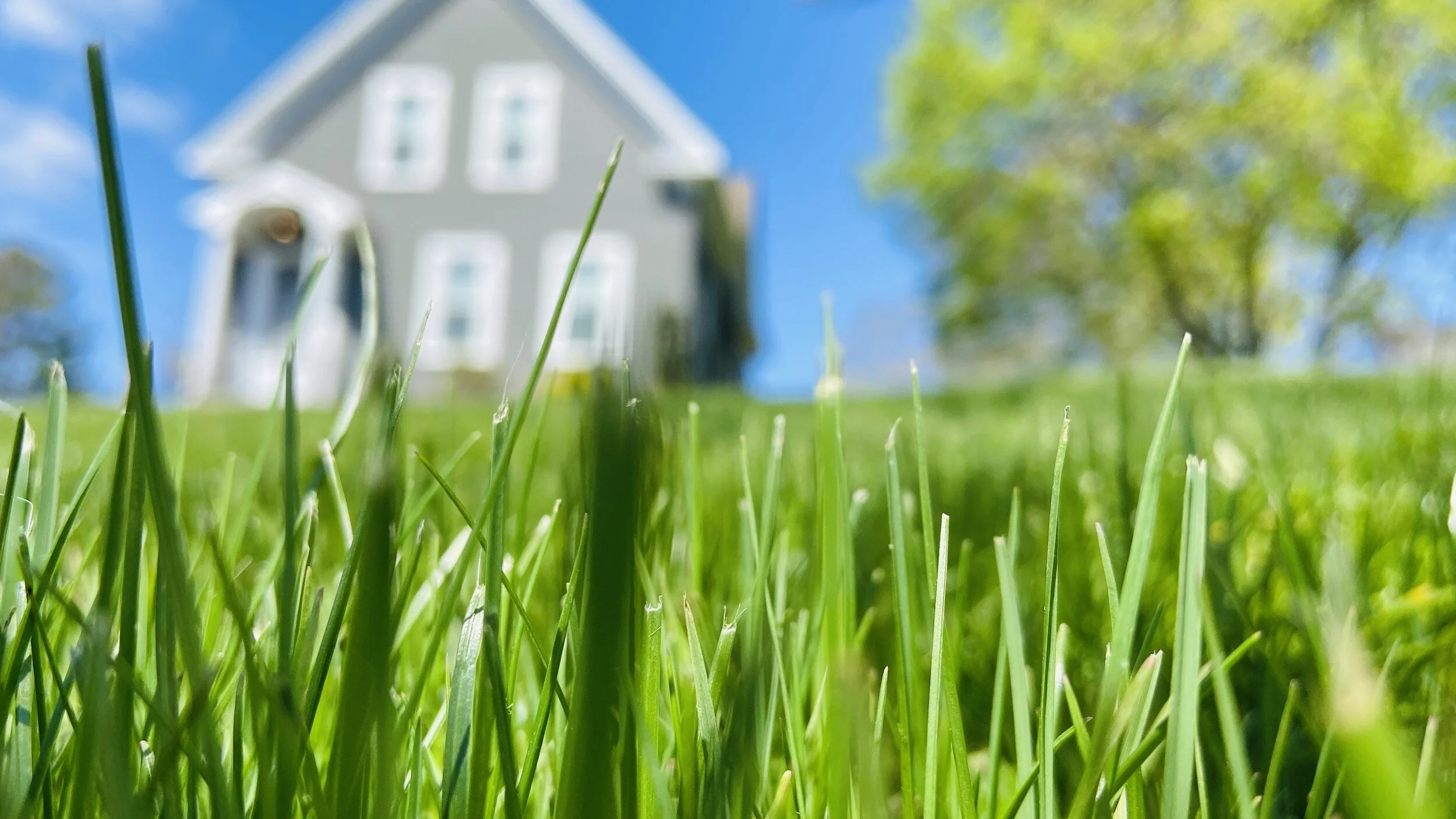 How to Tackle an Overgrown Lawn