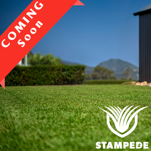 Stampede Hybrid Buffalo