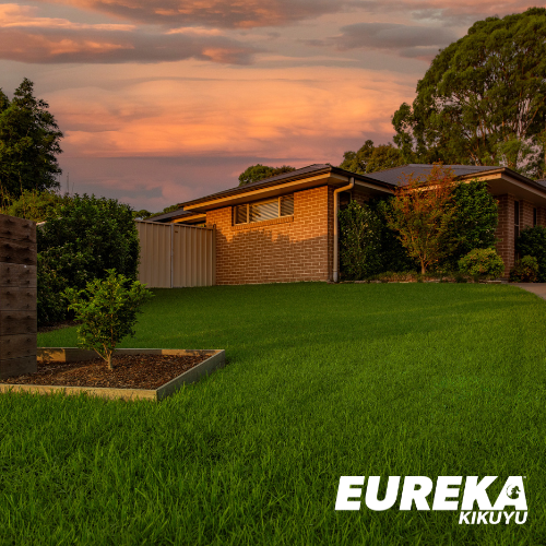 Eureka Kikuyu