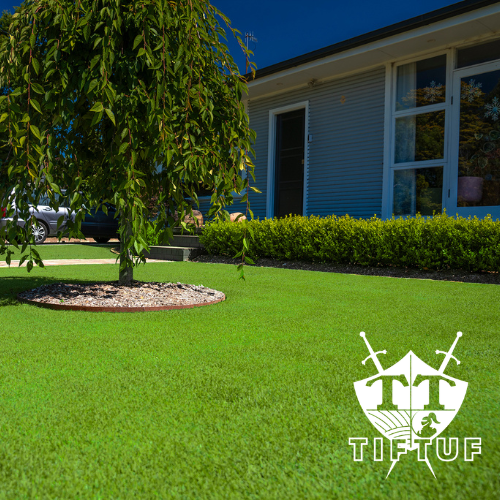 TifTuf Hybrid Bermuda Grass