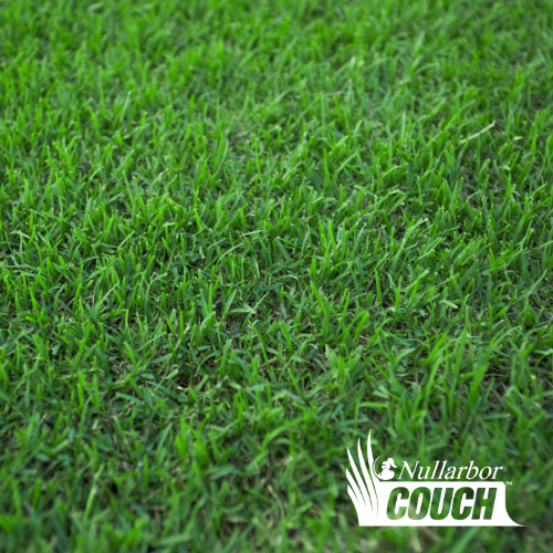 Nullabor Couch Grass