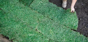 Dos and Don'ts of Laying Turf — Agland Turf Supplies