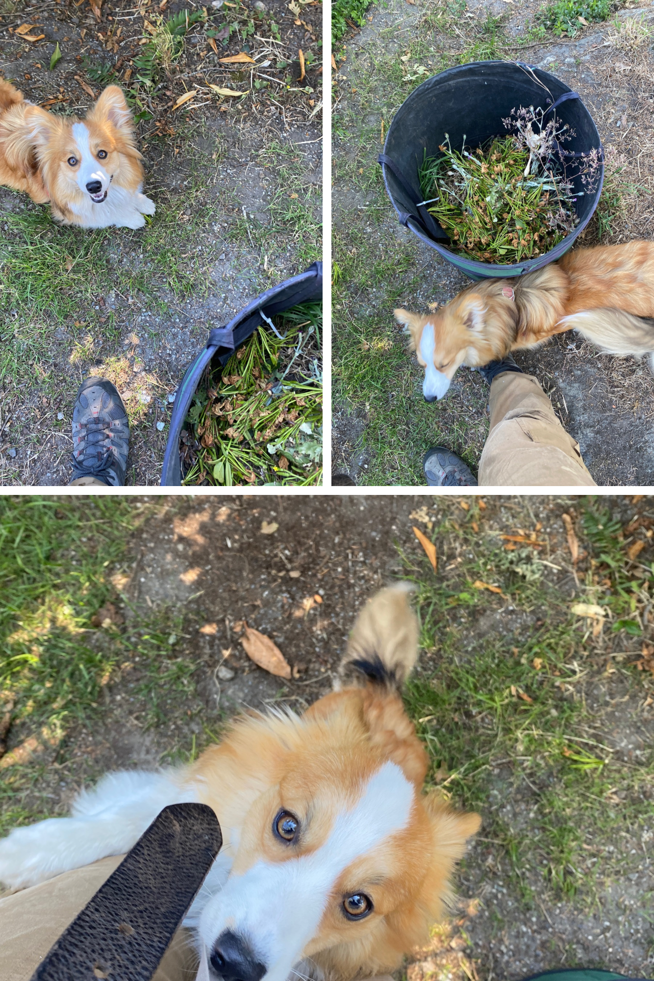 Untitled design (2).PNG