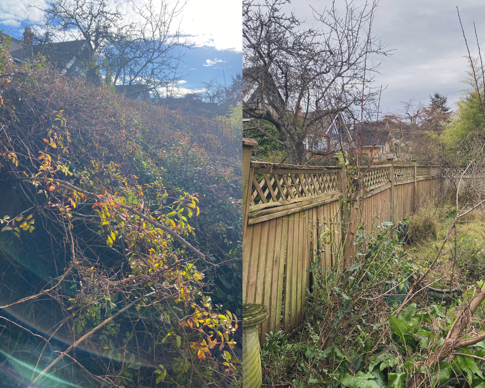 Untitled design (1).PNG