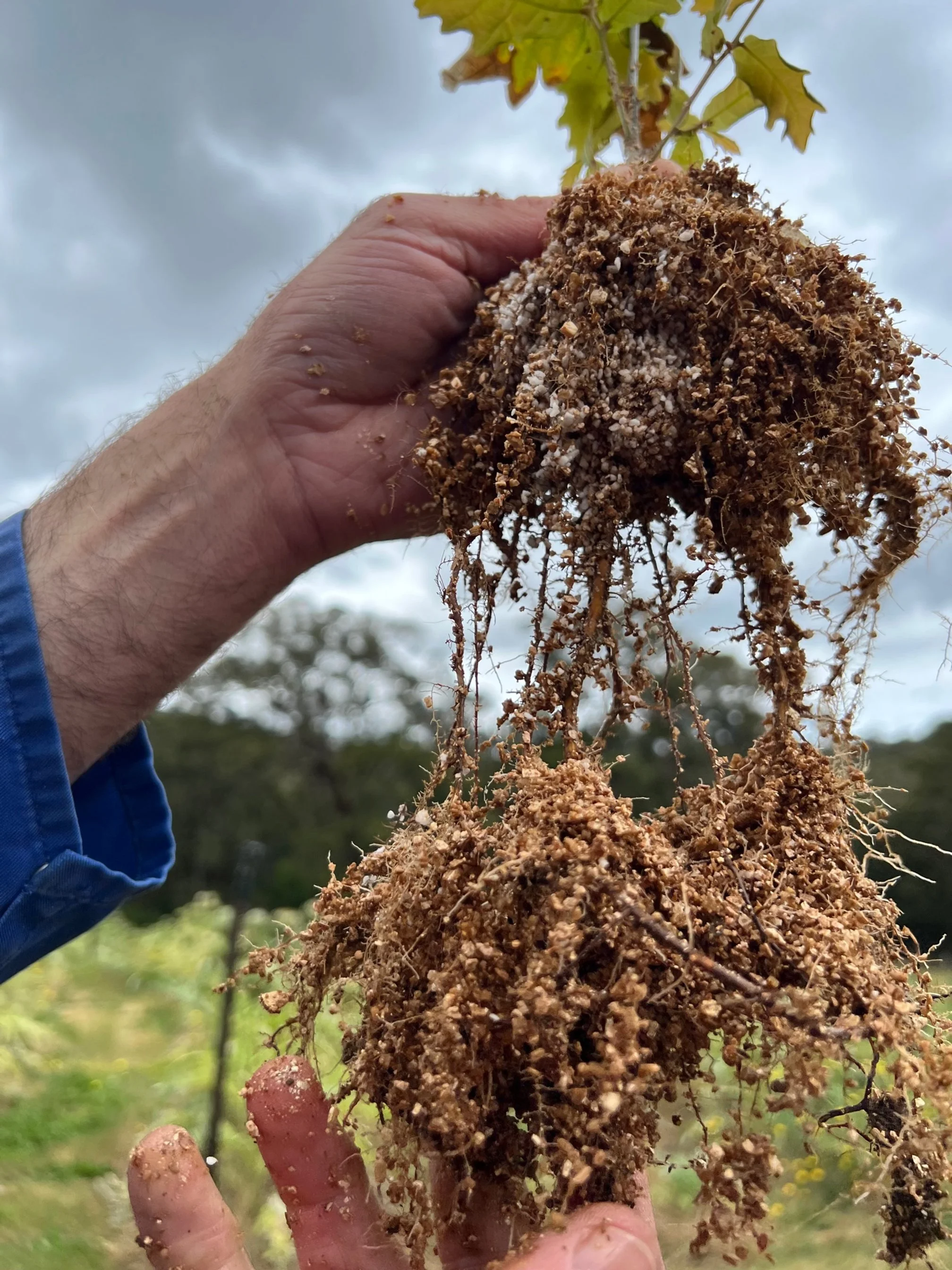 Mass inoculated seedling roots.jpg