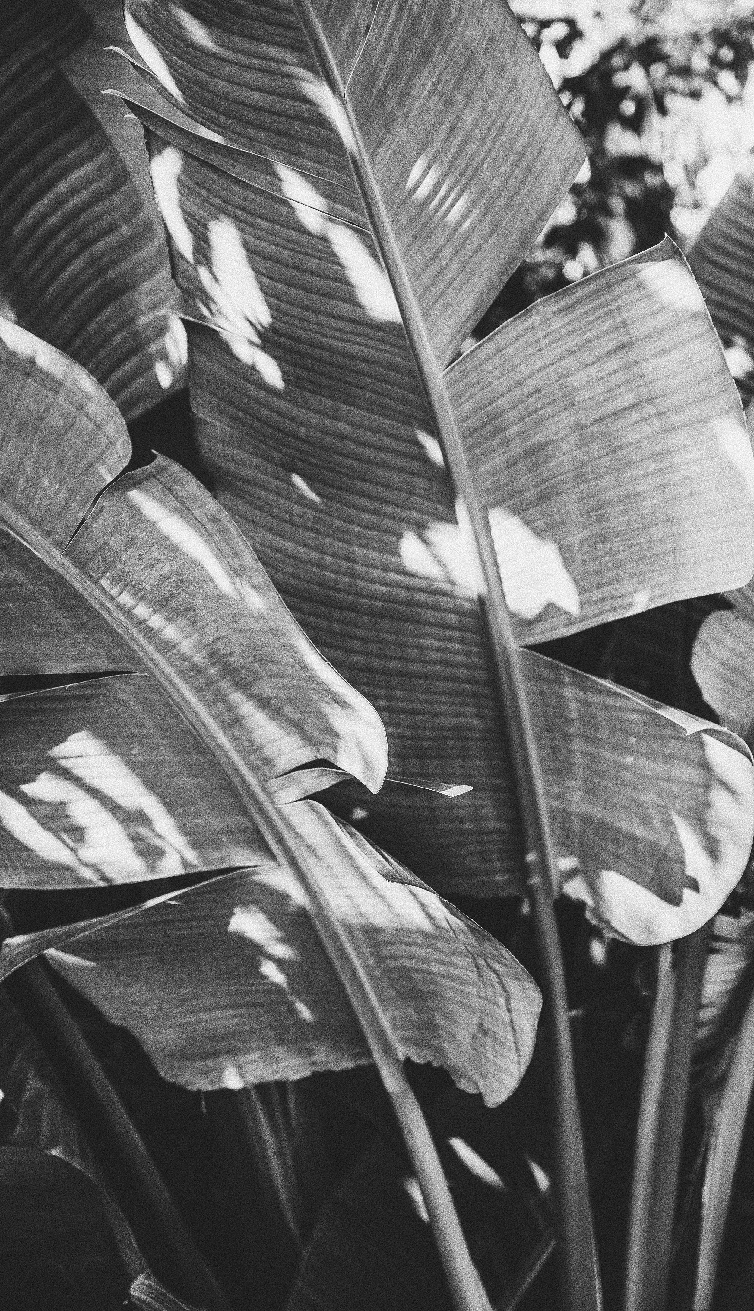 aesthetic leaves nature