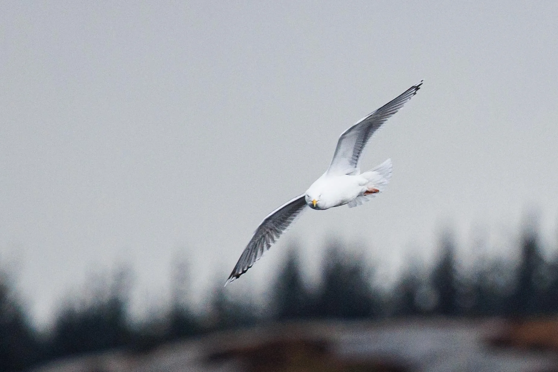 SG5_0428 - måsjaevel.jpg
