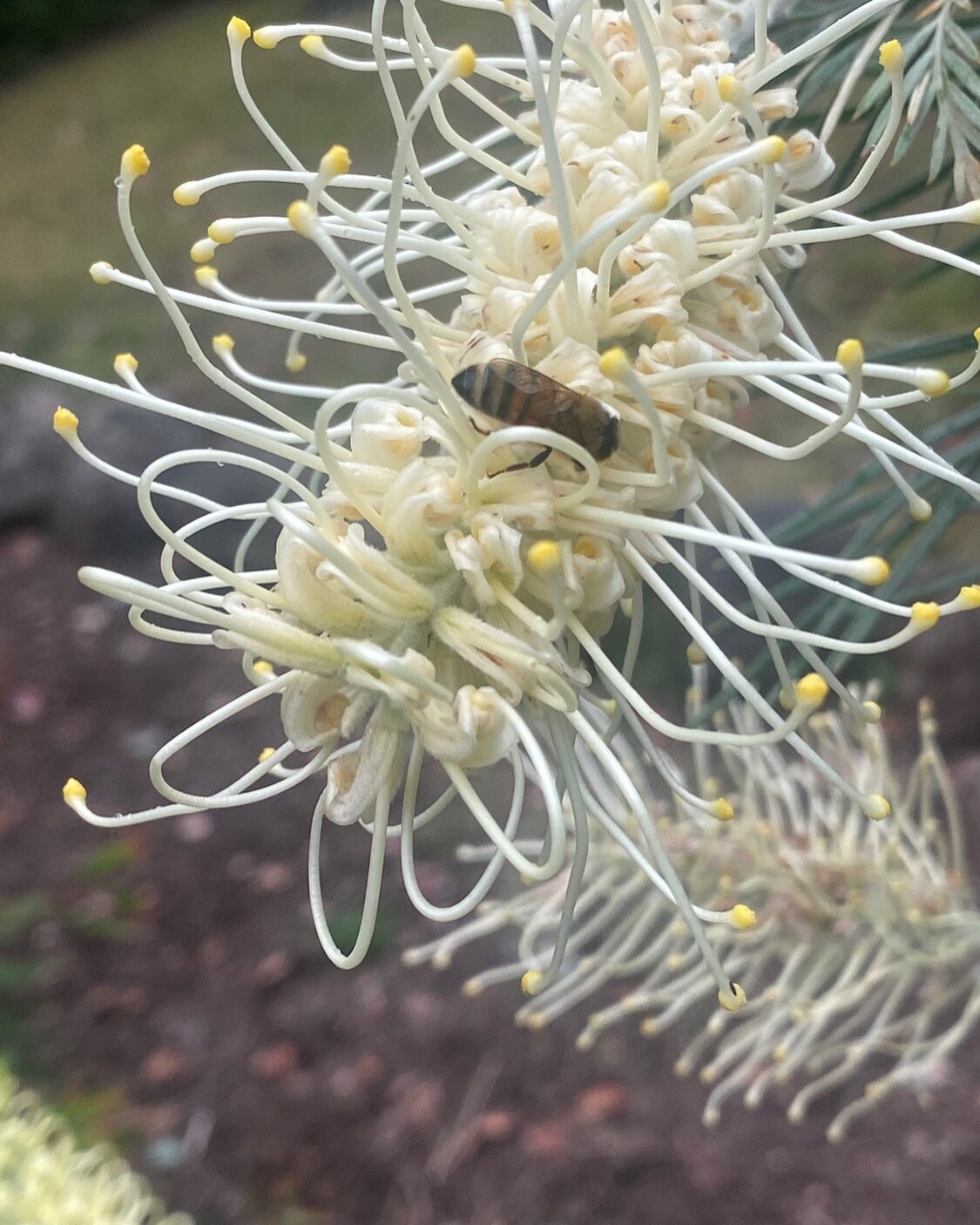 Grevillea &lsquo;Moonlight&rsquo; - what a show!