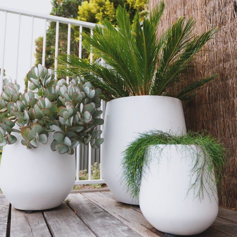 Head over to @platylobium_pot_styling for all the pot styling tips and how to use native plants in your balcony garden or garden pots!