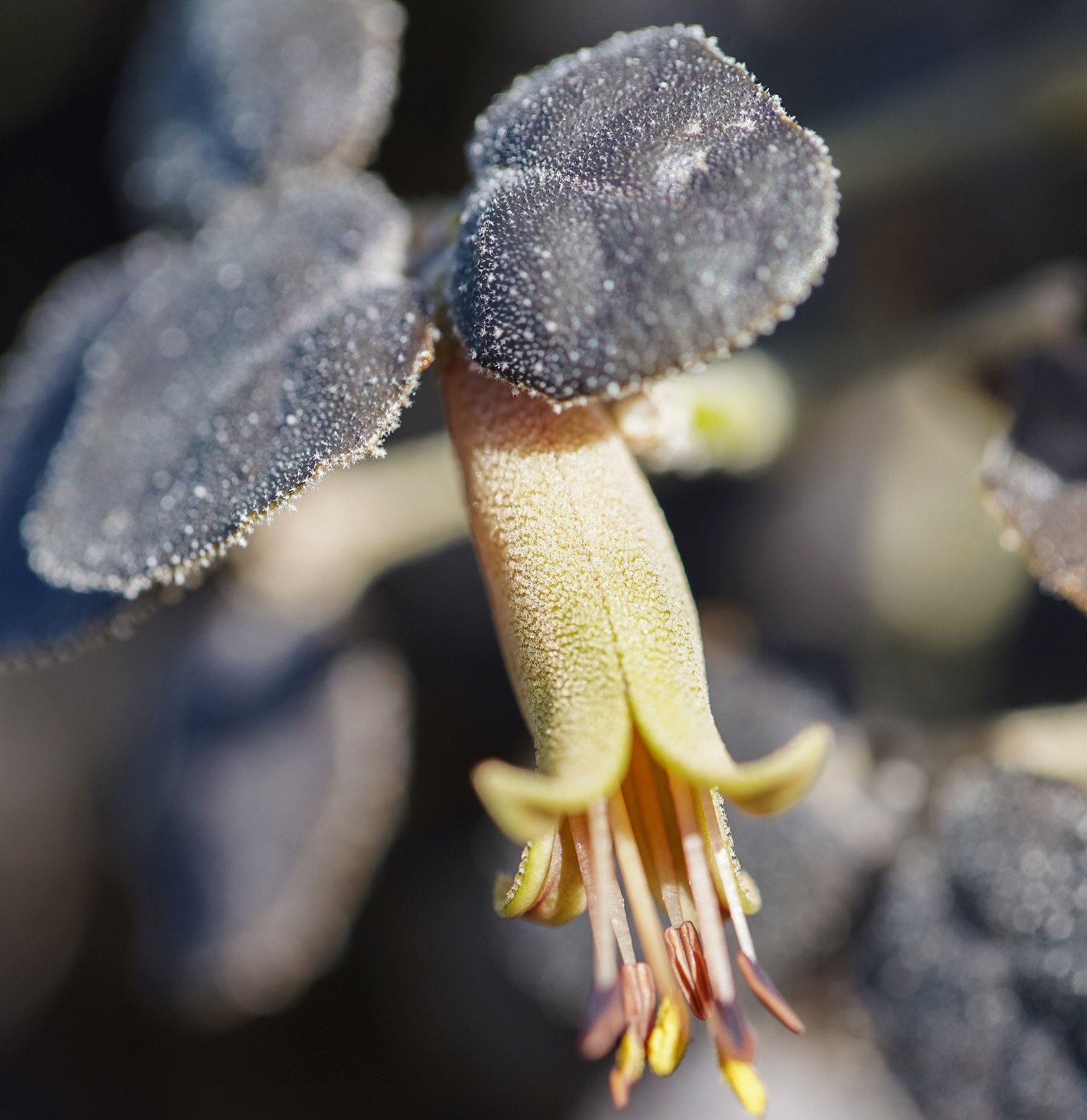 World First Correa &lsquo;Choc Leaf&rsquo; - First Dark Leaved Correa.

Beautiful foliage, resilience - frost prone to dry landscapes and late autumn to spring flowers. 

Low hedge, boarder planting, container gardens, playgrounds and costal landscap