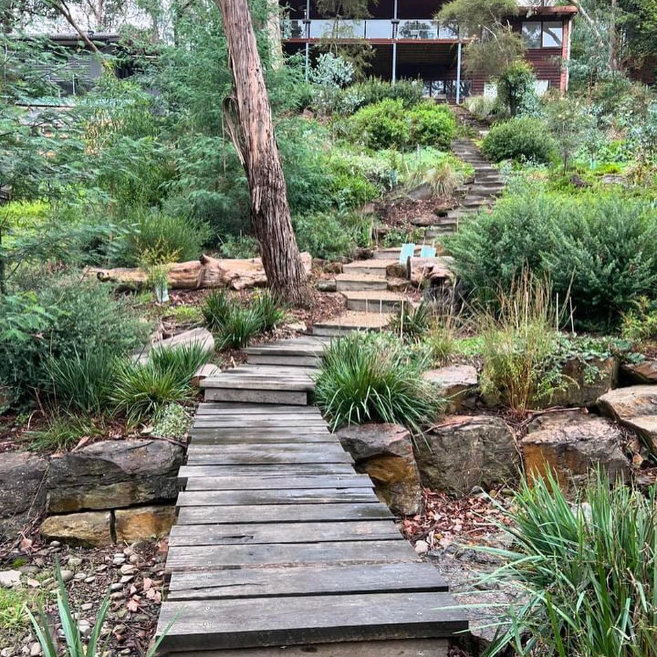 So lovely seeing this design grow and look absolutely beautiful! A very steep site in North Warrandyte where access needing to be navigated and a full habitat garden to be installed! Amazing job @benhutchinsonlandscapes1 and maintained so perfecting 