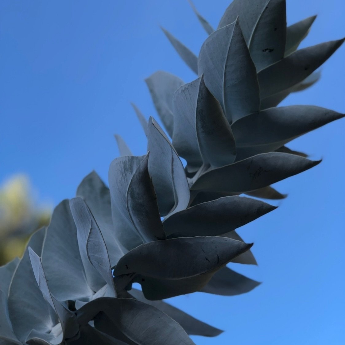 AUSTRALIAN NATIVE PLANT OF THE WEEK

Eucalyptus macrocarpa 

🍃 Decorative small Mallee Tree 
🍃 4 H x 4W
🍃 Spring to Summer Flowers 
🍃 Red/pink flowers up to 10cm in diameter
🍃 Low maintenance, costal drought resistant gardens 
🍃Feed and water r