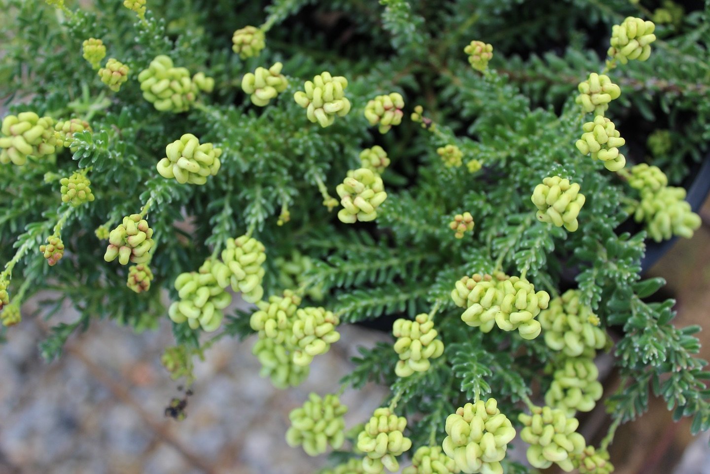 What a STUNNER!!! 

Grevillea lanigera - Mello Yellow 
 
🌱 Winter flowers 
🌱  Grey Green foliage 
🌱 Bright yellow flowers with a pinkish tinge during the cooler months 
🌱 tough - withstand dry conditions 
🌱 30 cm tall x 1m wide
🌱 Frost tolerant