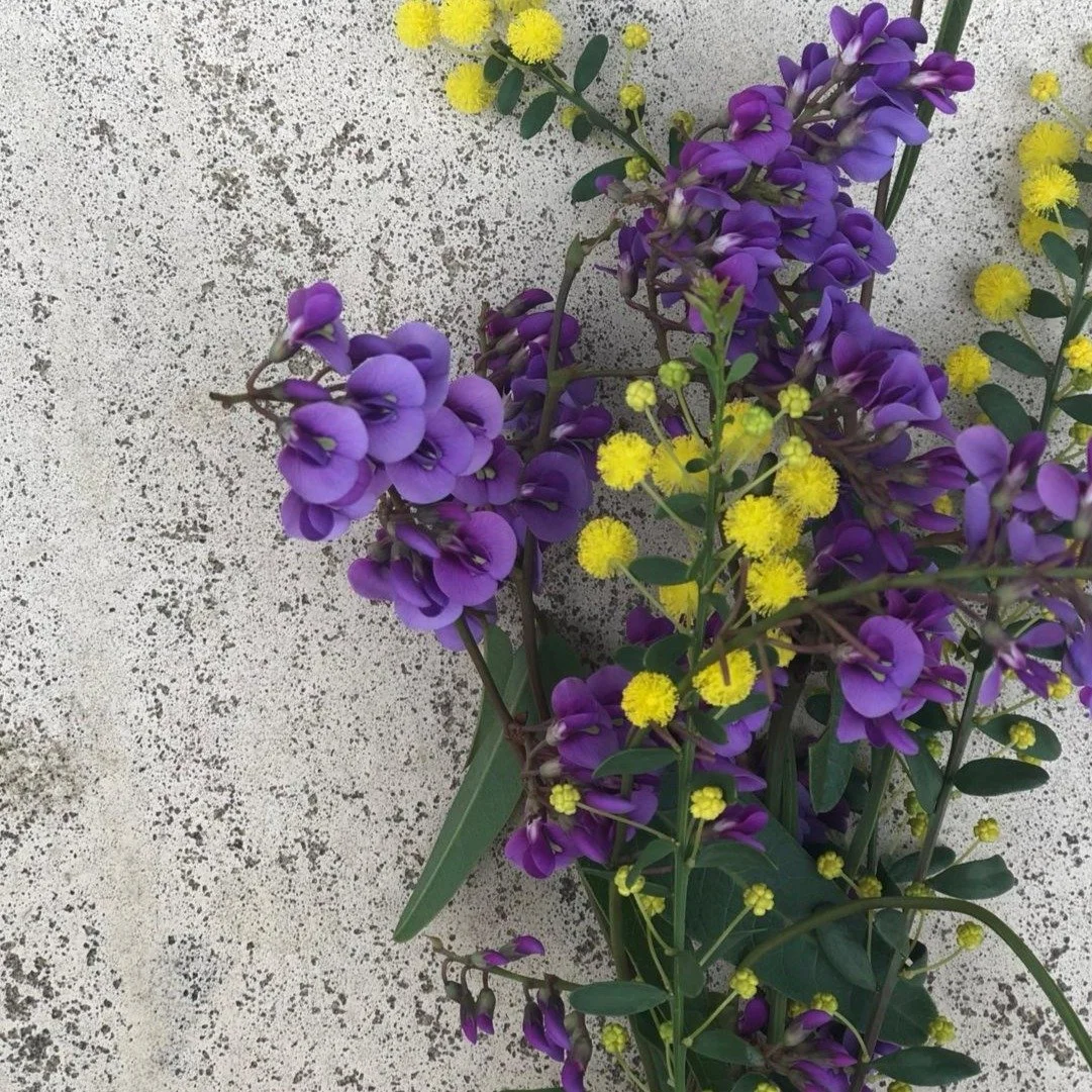 A planting combination worth investing in 🌿

Pair a Hardenbergia at the base of an Acacia acinacea and, come late winter into spring, you&rsquo;ll be rewarded with a breathtaking floral display of golden wattles intertwined with purple blooms. A bea