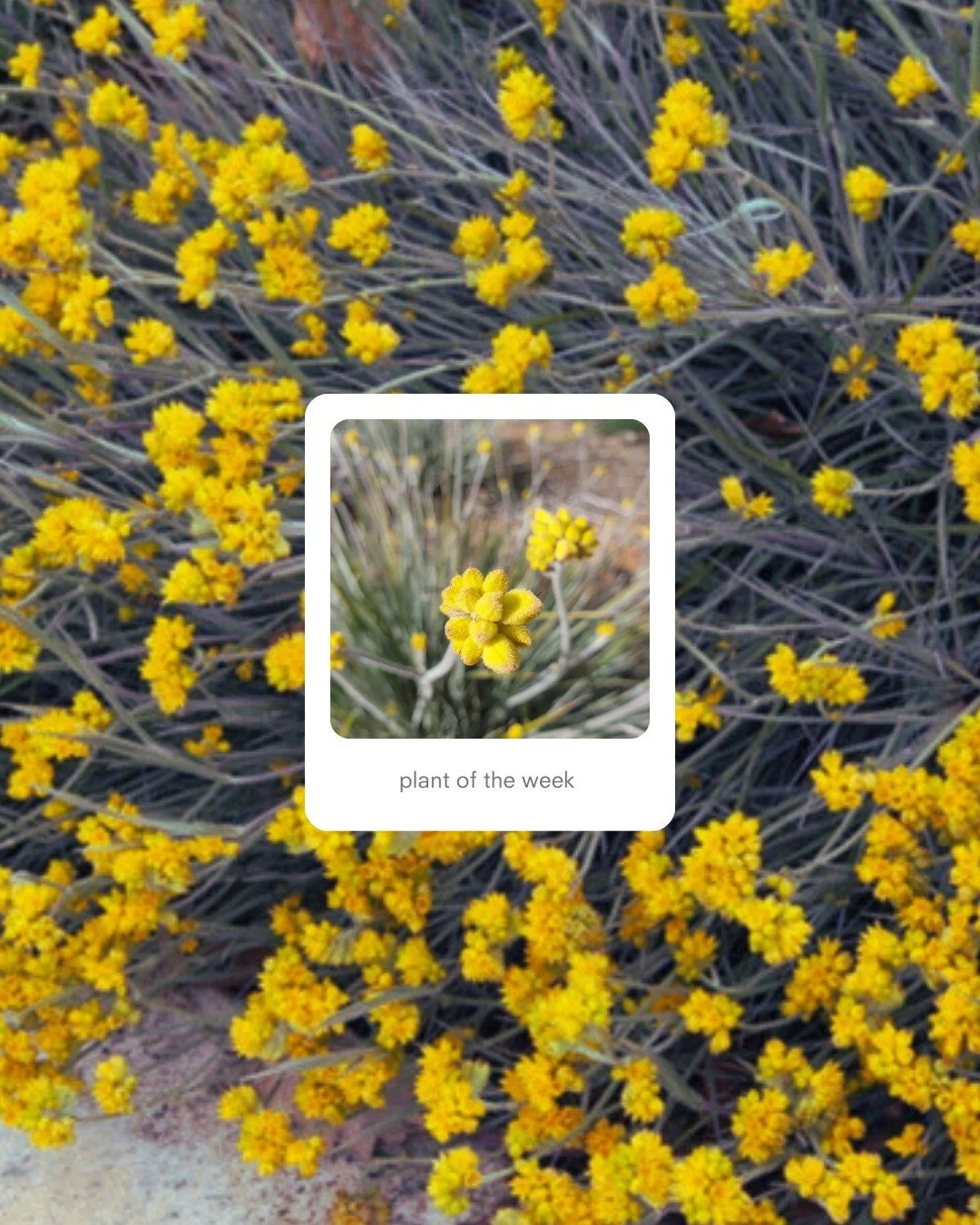 🌿 Plant of the Week: Conostylis candicans &ndash; Cotton Heads 🌿

This tough little clumping perennial brings a cheerful splash of yellow from winter right through to summer. Its narrow grey leaves form dense mounds, topped with rounded heads of go