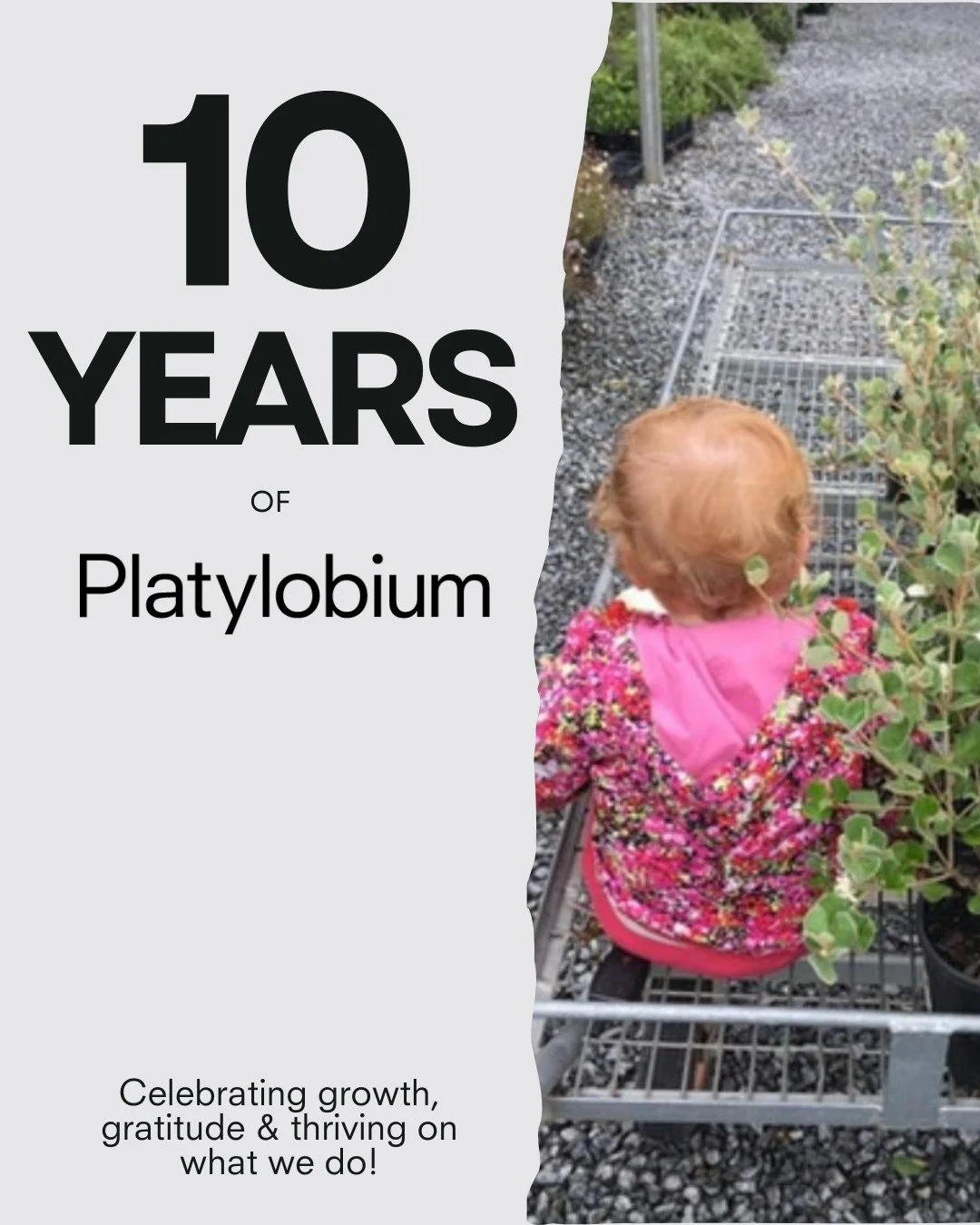 This week marks 10 years of Platylobium Landscape Design (and my 45th birthday)

What a journey it&rsquo;s been&mdash;starting the business with a 6-month-old baby in tow (who regularly came on nursery visits then, and still does today!), to slowly g