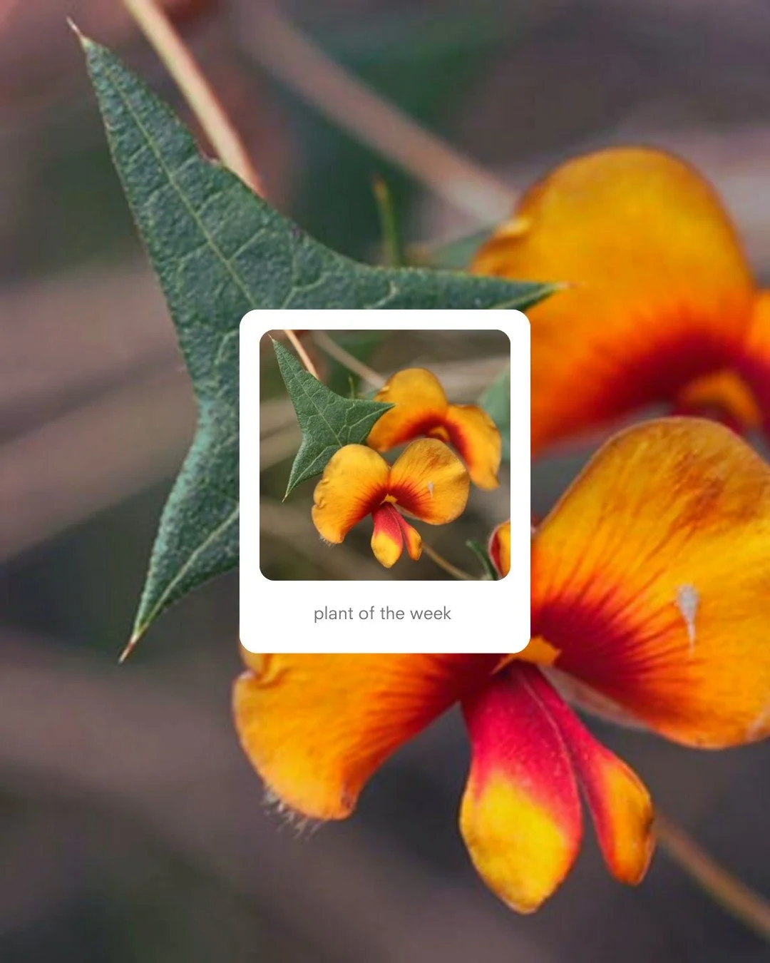 🌱 Plant of the Week: Platylobium obtusangulum &ndash; Common Flat-pea

As we are celebrating 10 years of Platylobium Landscape Design, it&rsquo;s only fitting that we feature the plant that inspired our name &mdash; Platylobium obtusangulum (Common 