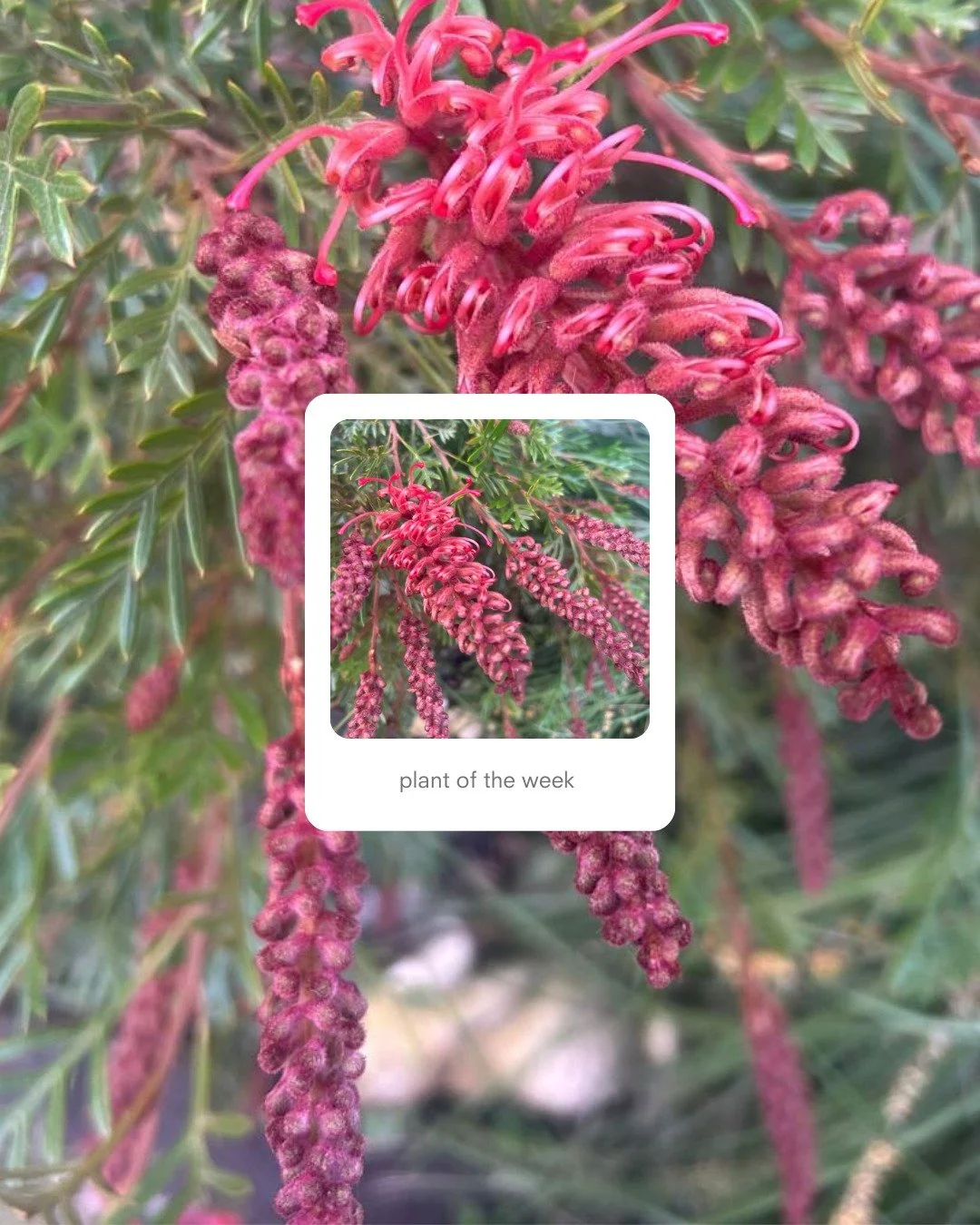 🌿 Plant of the Week &ndash; Grevillea &lsquo;Showtime&rsquo; 🌿

One of my absolute favourites in my garden right now &mdash; and about to burst into flower &mdash; is the brilliant Grevillea &lsquo;Showtime&rsquo;.

Bred by Kings Park and Botanic G