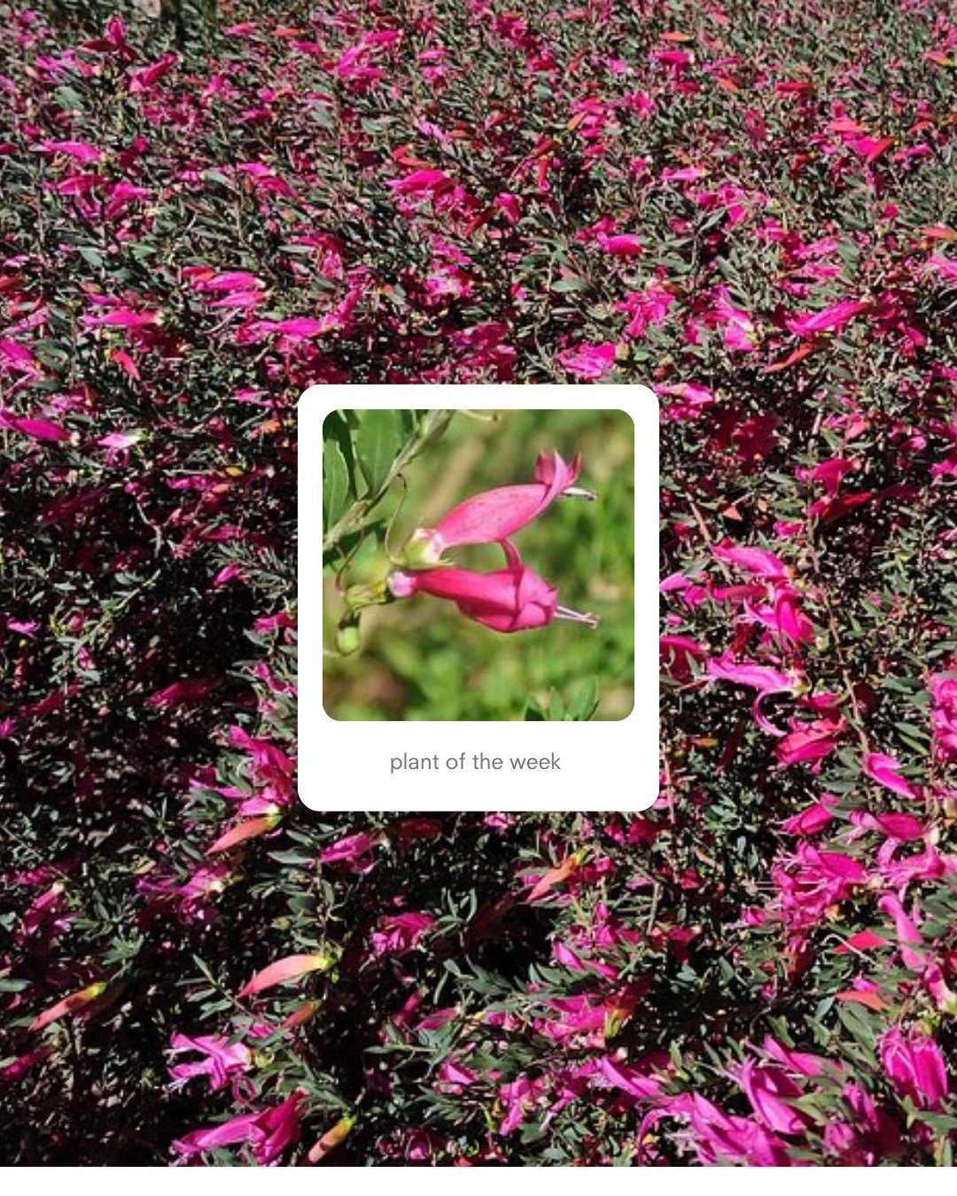 🌸 Plant of the Week &ndash; Eremophila &lsquo;Pink Passion&rsquo; (Emu Bush)

It&rsquo;s hard not to love this compact native shrub with its bright pink tubular blooms that light up the garden through spring, summer and autumn.

Eremophila Pink Pass