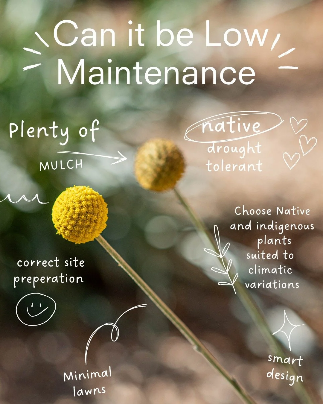 We&rsquo;re often asked for &ldquo;low-maintenance gardens&rdquo; &mdash; and yes, it&rsquo;s achievable when you design smart.

Start with the right plants (native and drought-tolerant are key), add plenty of mulch, keep lawns minimal, and let natur