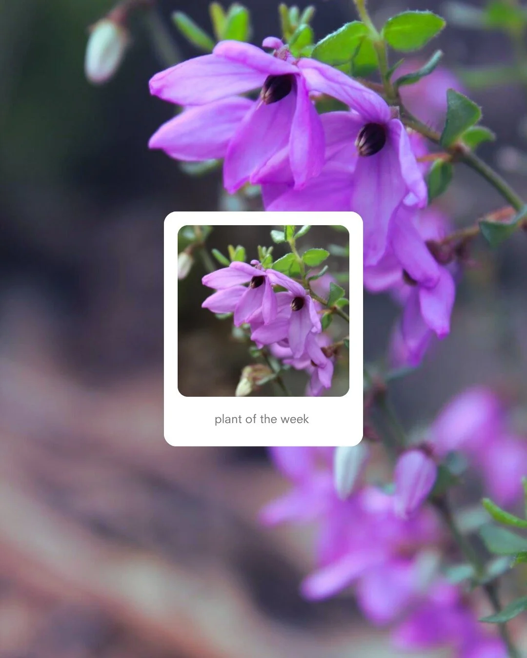 🌿 Plant of the Week

Tetratheca ciliata &ndash; Pink-bells

A delicate and charming small shrub with soft mauve-pink bell-shaped flowers appearing from winter right through to summer. Its fine, wiry stems and compact form make it a lovely feature in