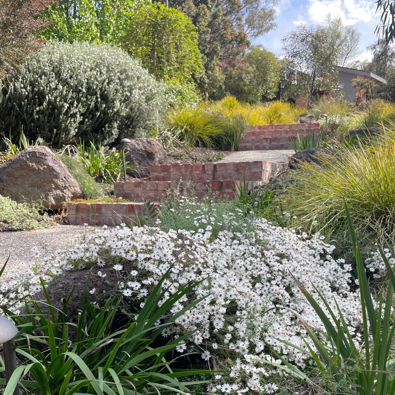 Eltham design project a few years on! 

Love receiving photos from our clients! 

@landart_landscapes #platylobiumlandscapedesign #landscapedesignmelbourne
