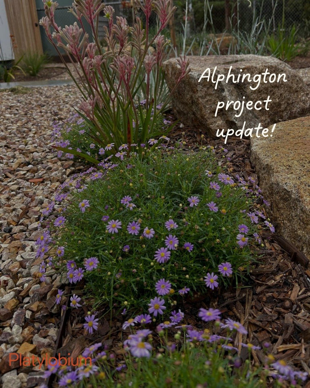 Little update at our Alphington Design Project....

Grow Plants Grow! 

#NativeGarden #HabitatGarden #LandscapeDesign