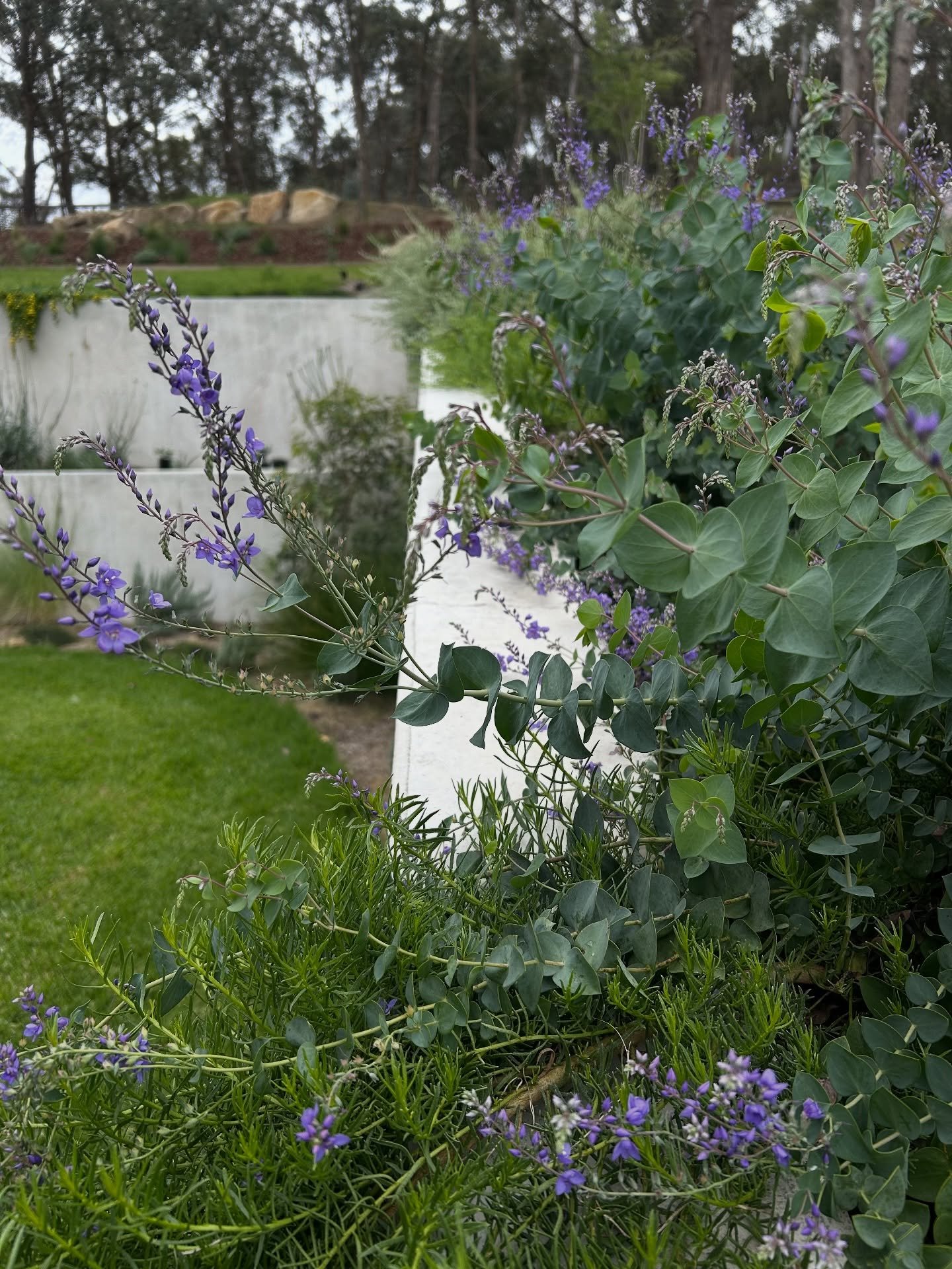Some infill planting at our Park Orchards project this week! 

A few happy plant 🌱 snaps! 💚