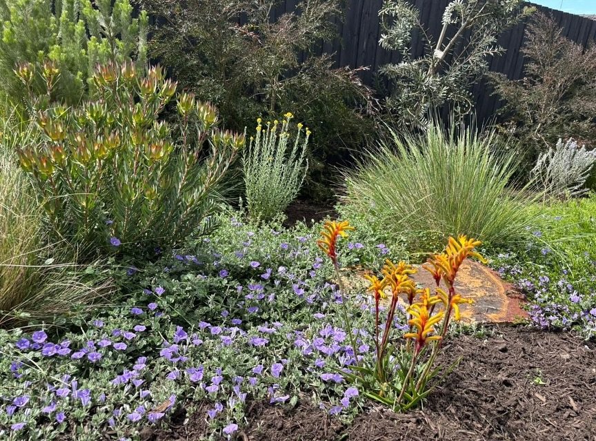 2 years growth at Mt Waverley project!