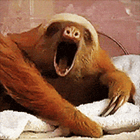A sloth yawning
