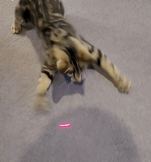 A cat pouncing on a red laser dot