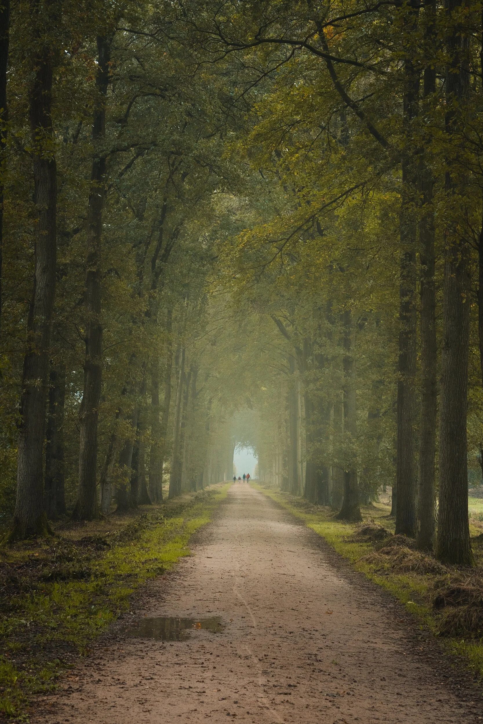 a family walking along a path between trees