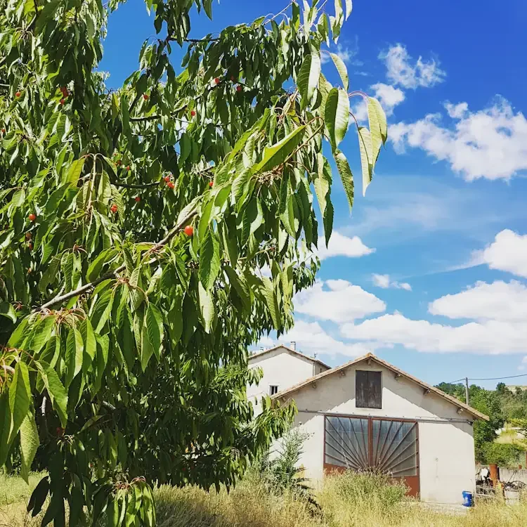 Cherry Tree  and Ceramic Studio