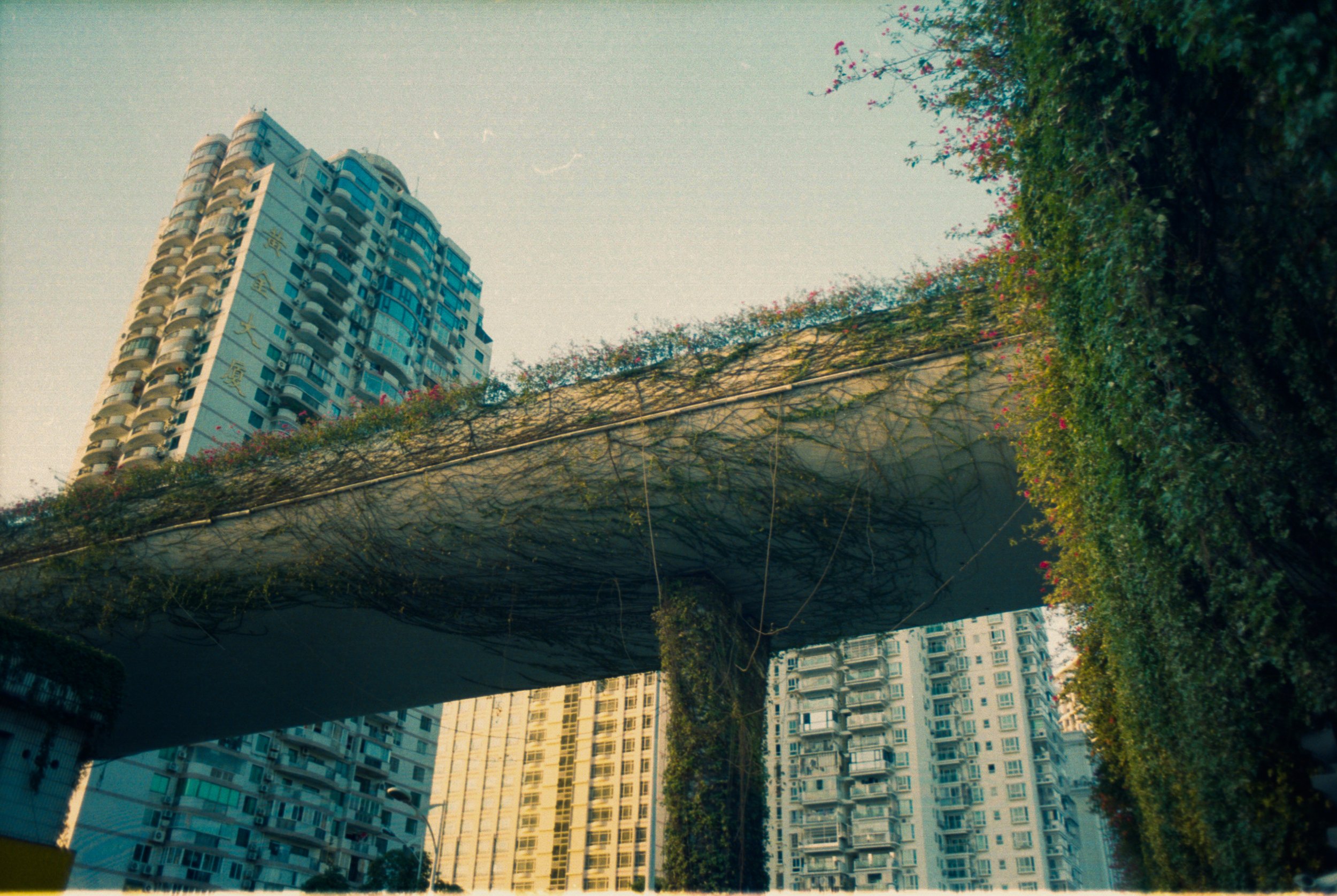 china jungle city3.jpg