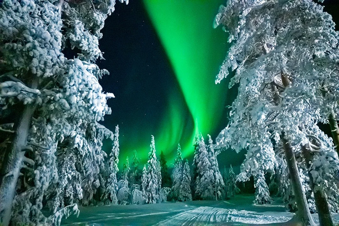 Lapland trees in winter covered in snow at night with northern lights