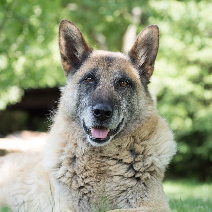 Old GSD.jpg