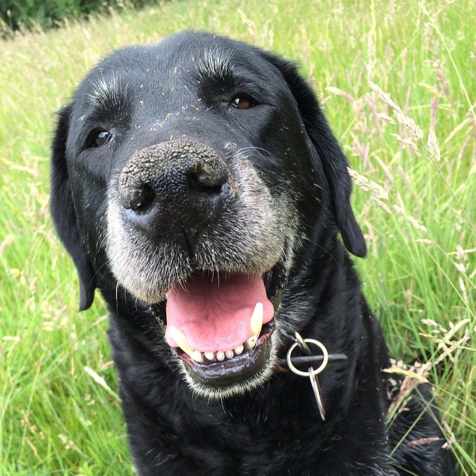 labrador-1667980_1280.jpg