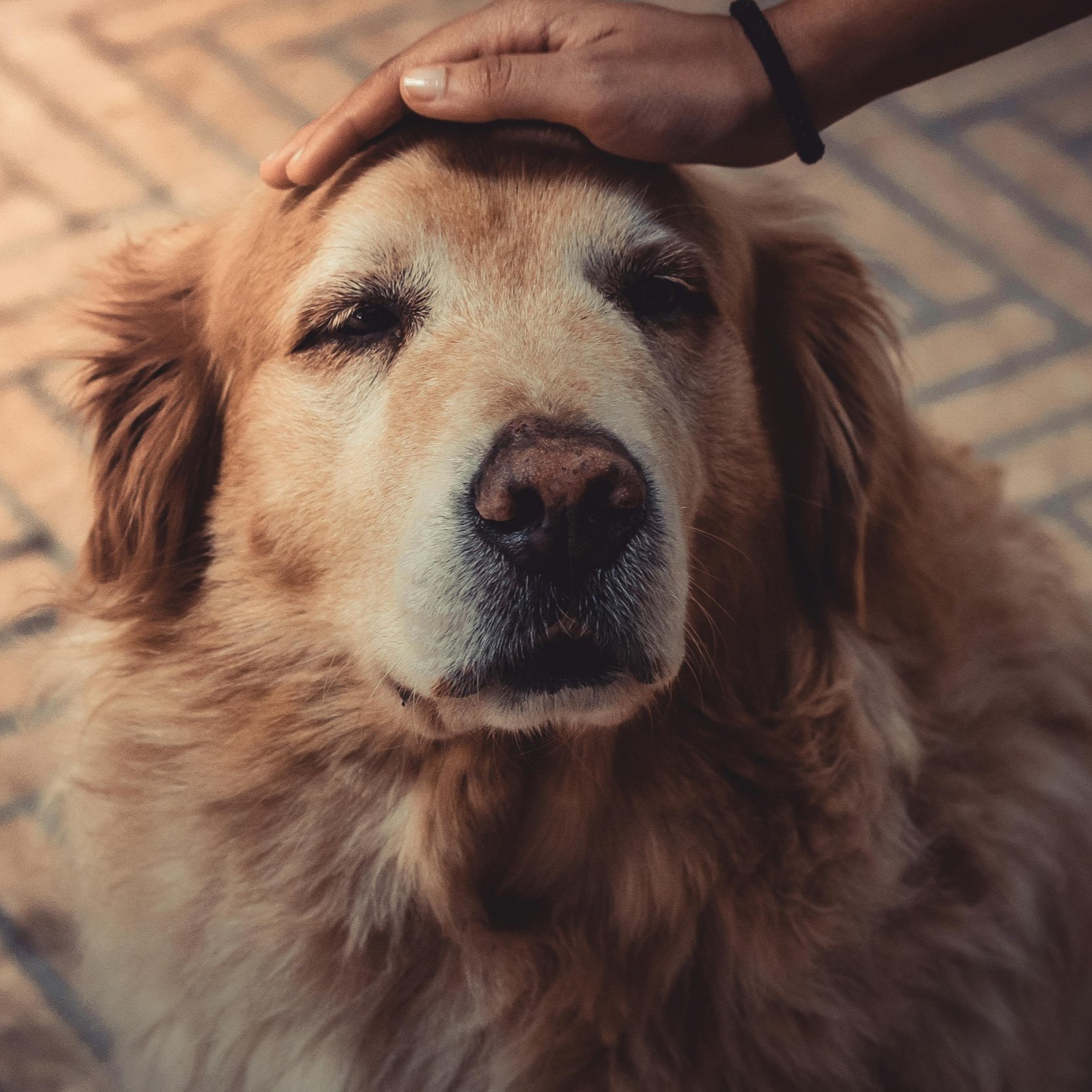 pexels-jnegrets-2123773.jpg