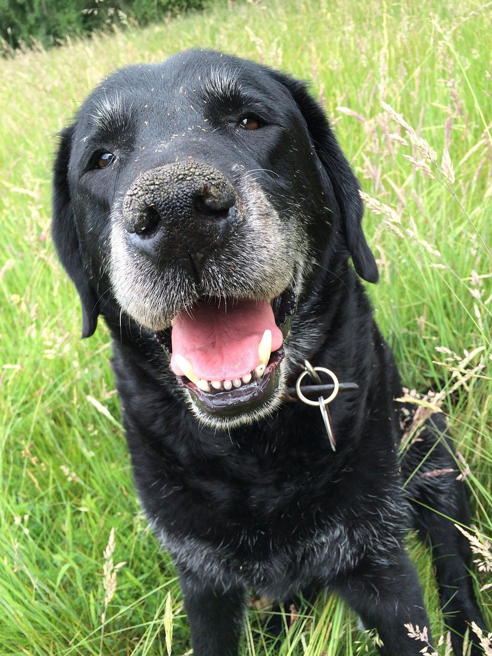 labrador-1667980_1280.jpg