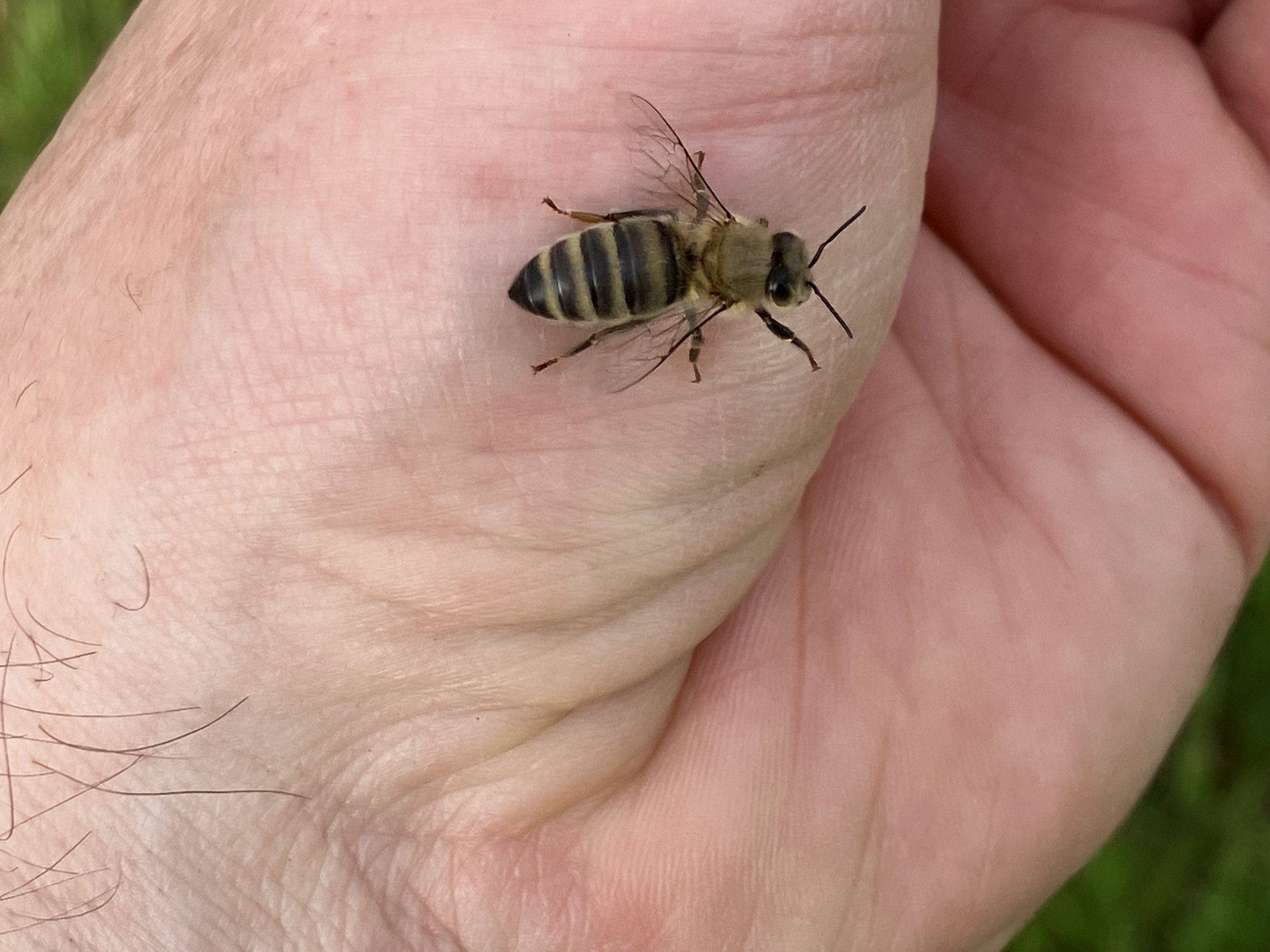Biene auf Hand.JPG
