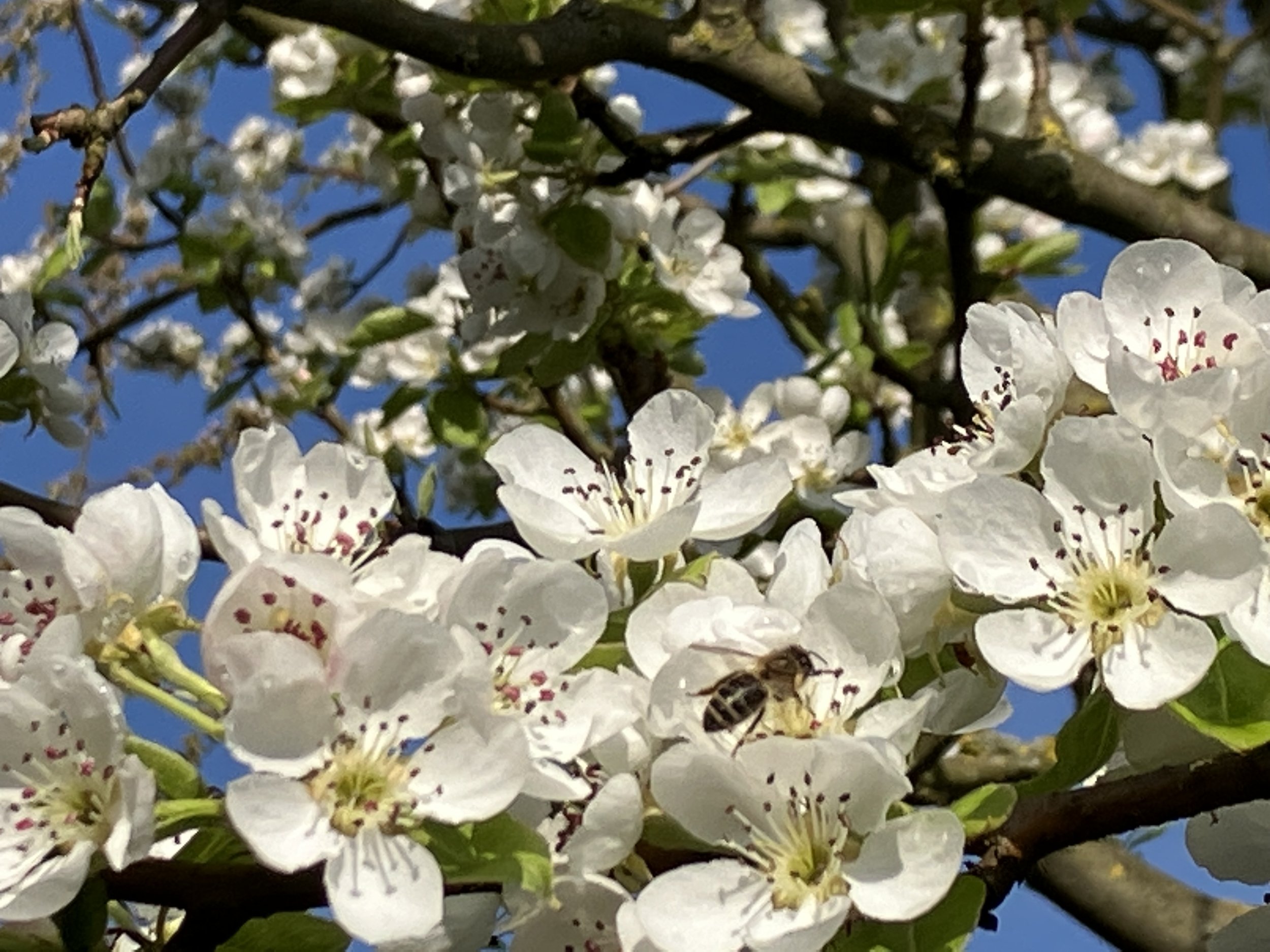 Biene und Blüte 2.JPG