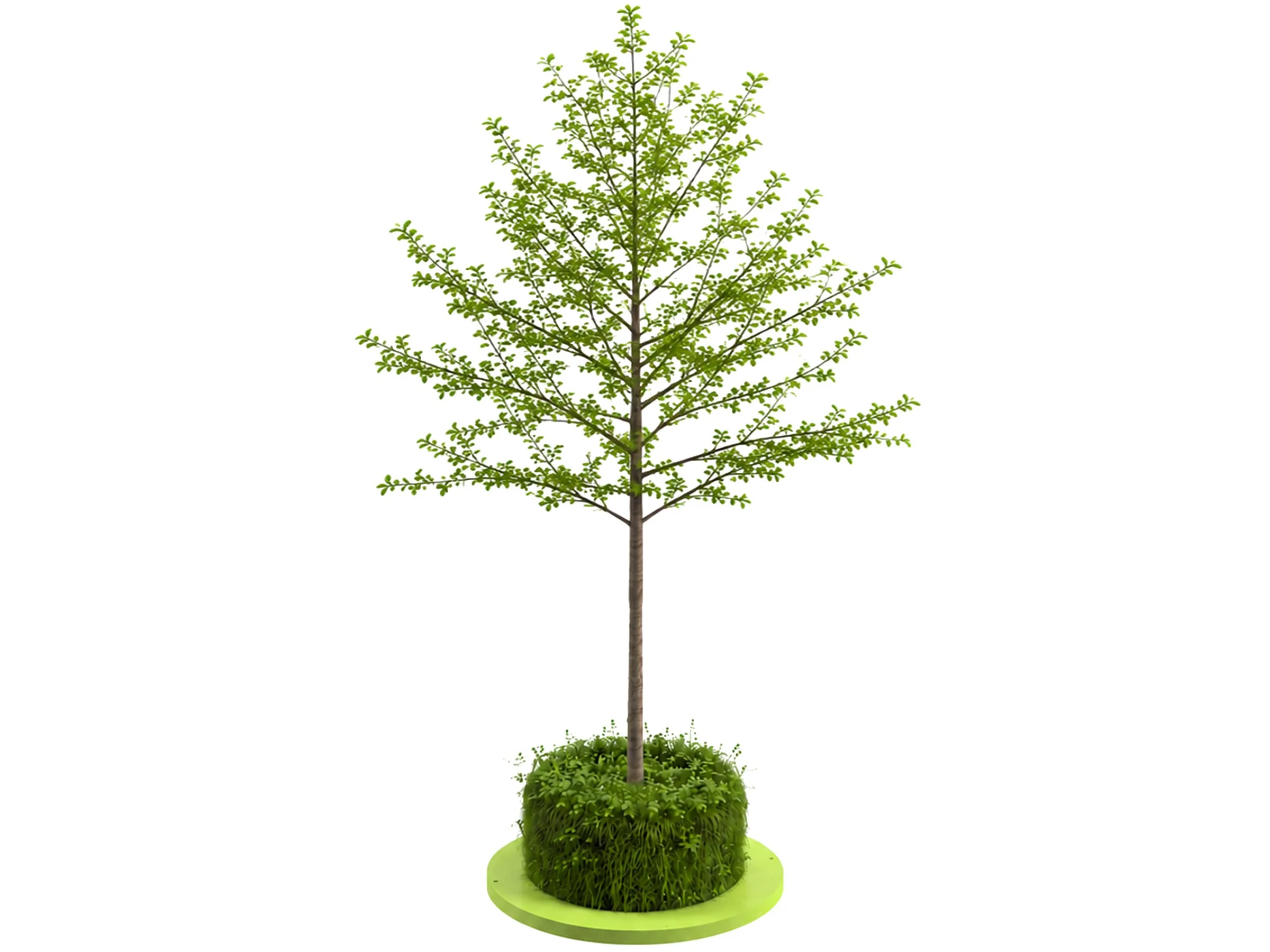 CityGreen Piatto