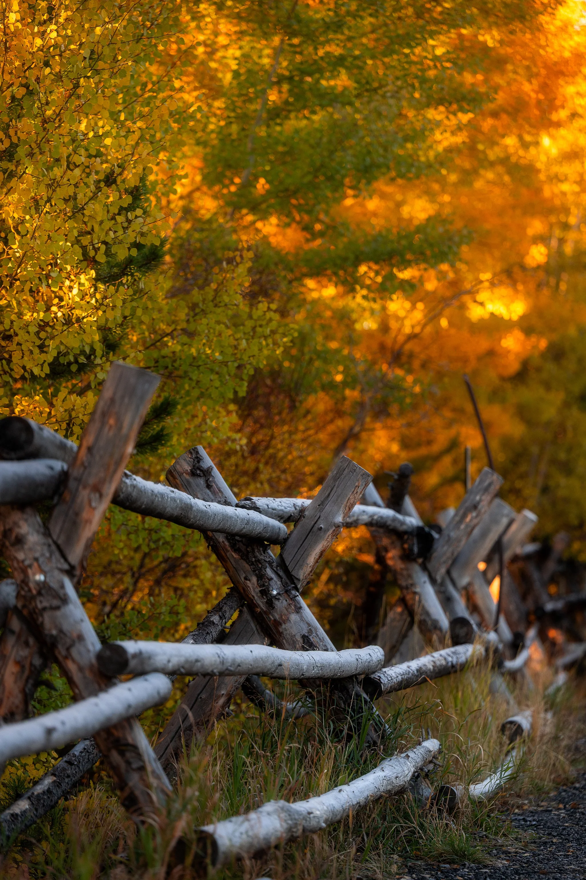 fence web.jpg