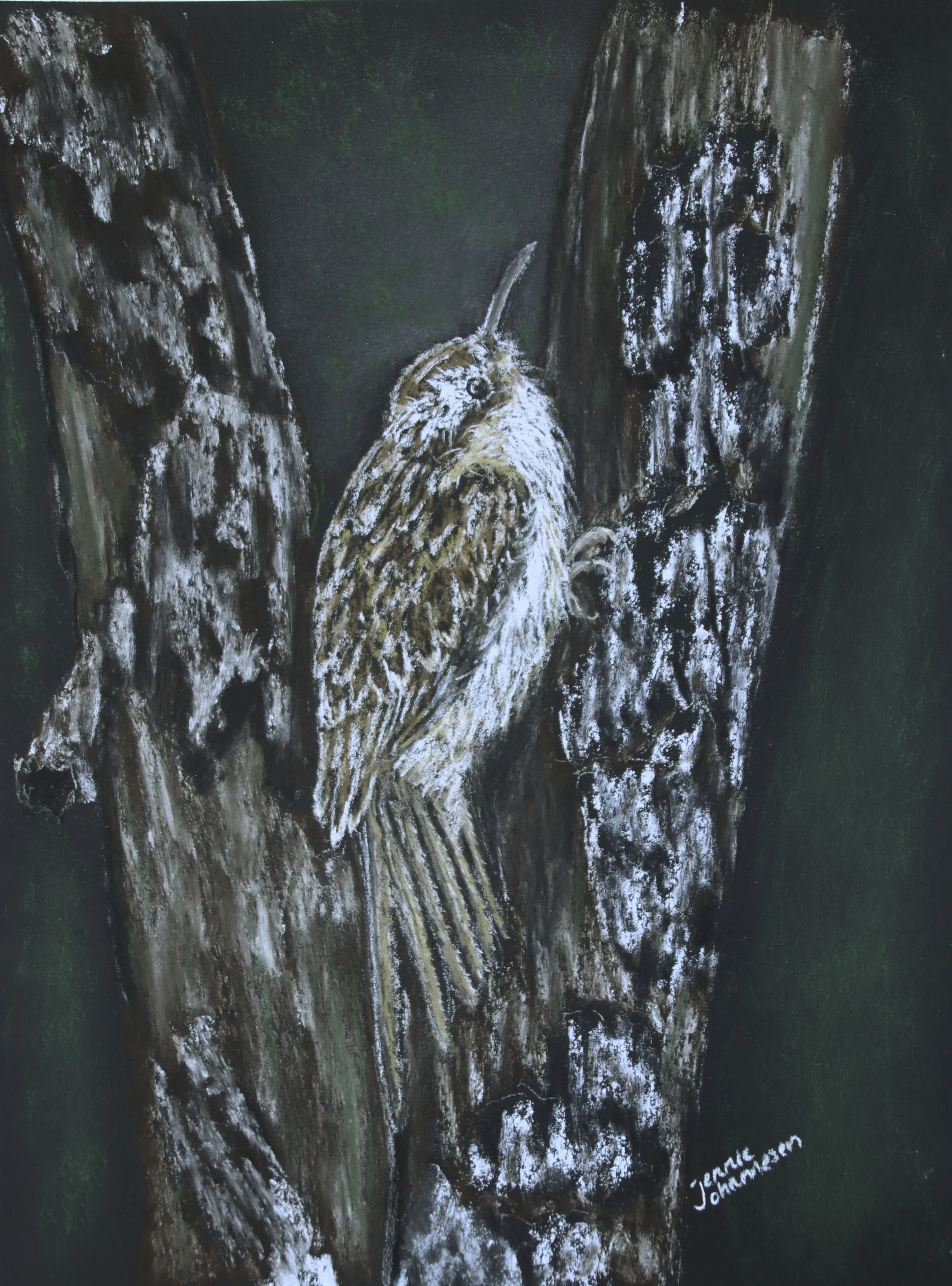 "Brown Creeper" - 
Soft Pastel Painting - 
15" x 12" - 
Framed in slender black frame with brown mat - 
Sold