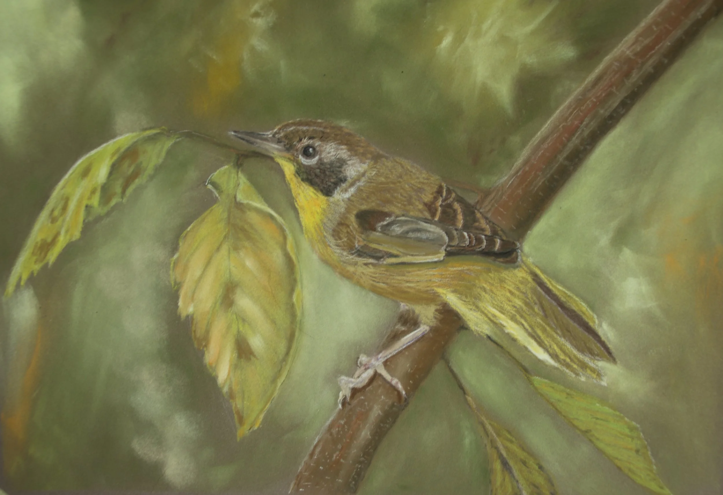 "Young Common Yellowthroat" - 
Soft Pastel Painting - reference photo credit Darlayne Bennett Coughlin, used with permission - 
12" x 15" - 
Framed in silver with a white mat - 
$395.00