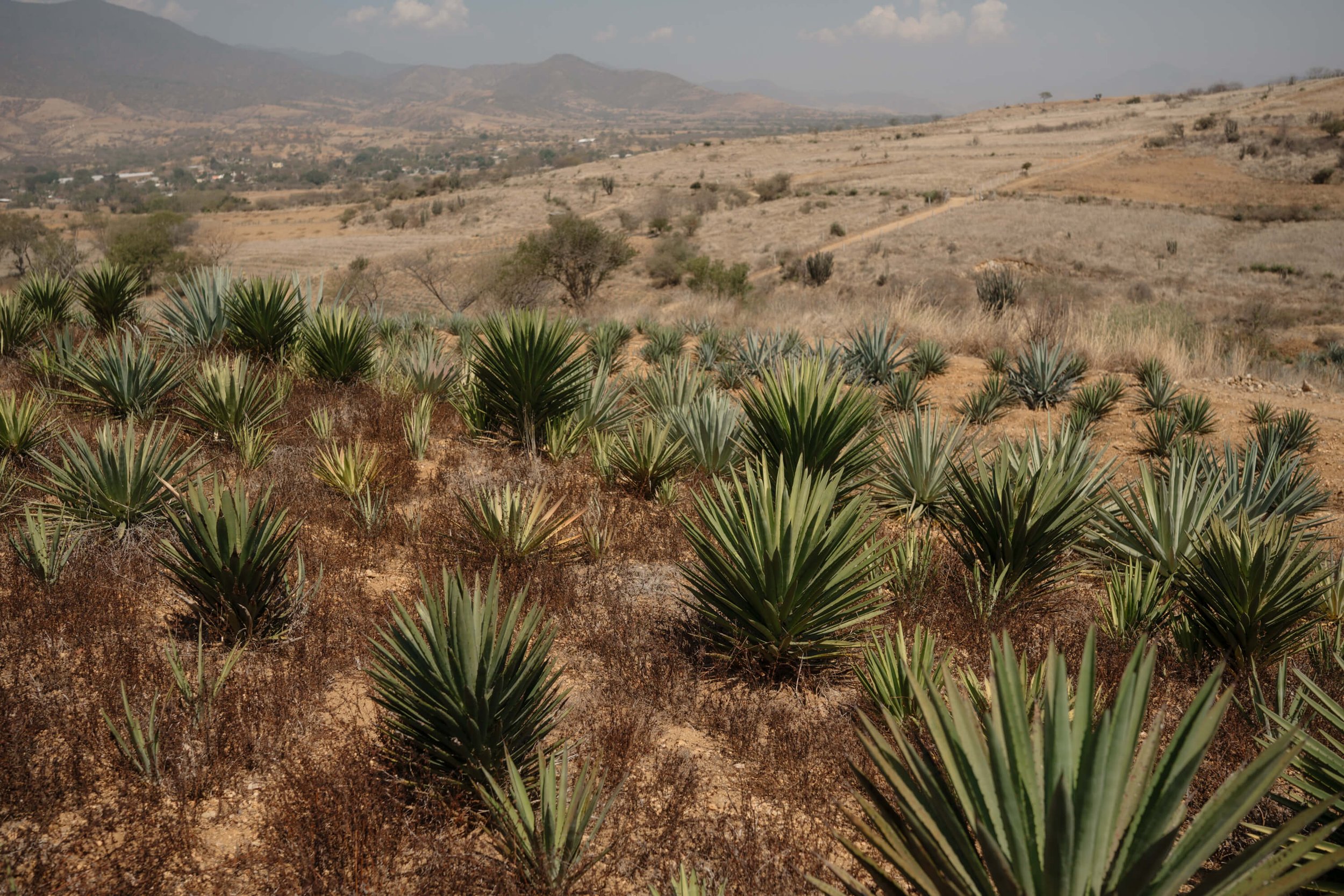 Fields of agave