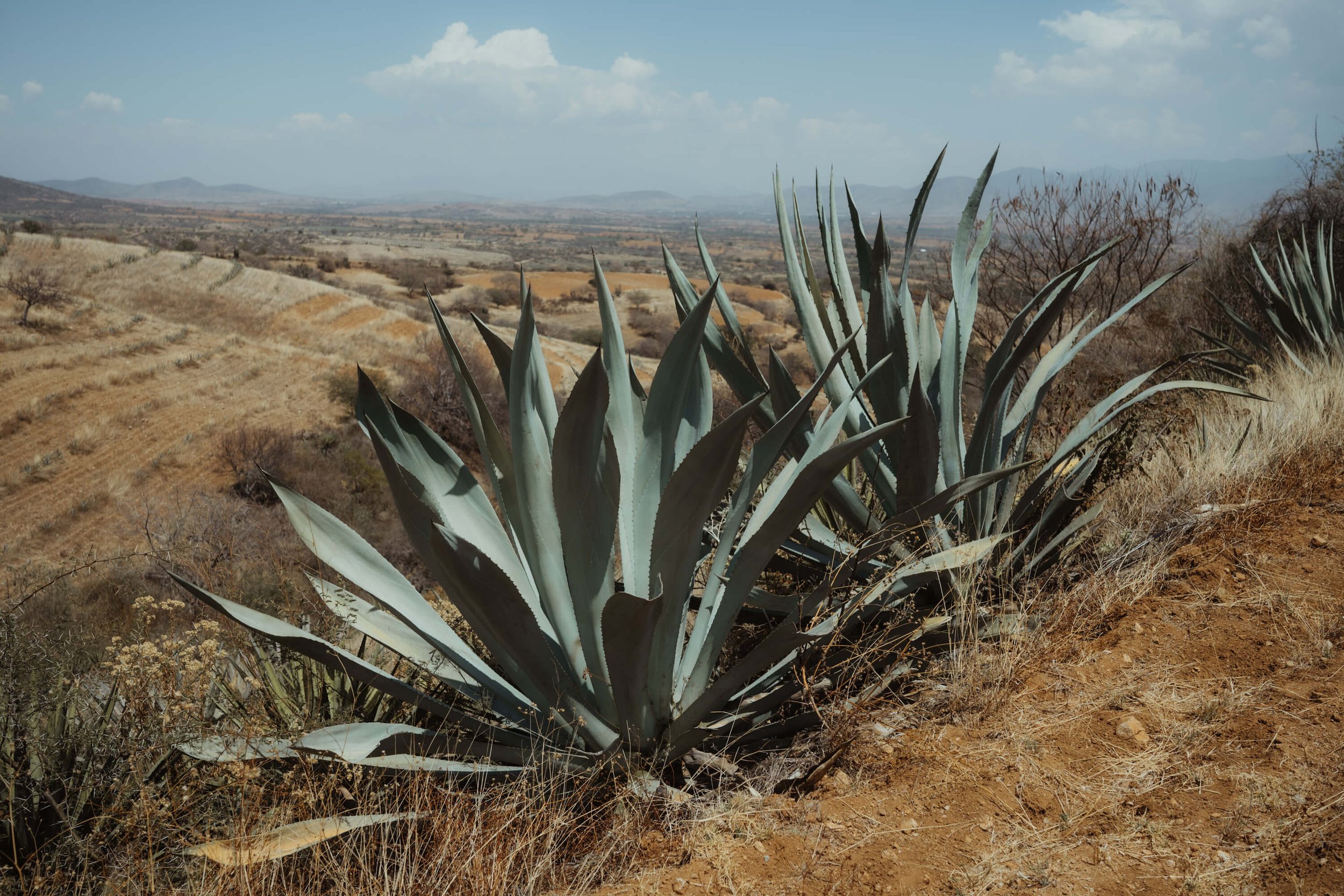 oaxaca206.jpg