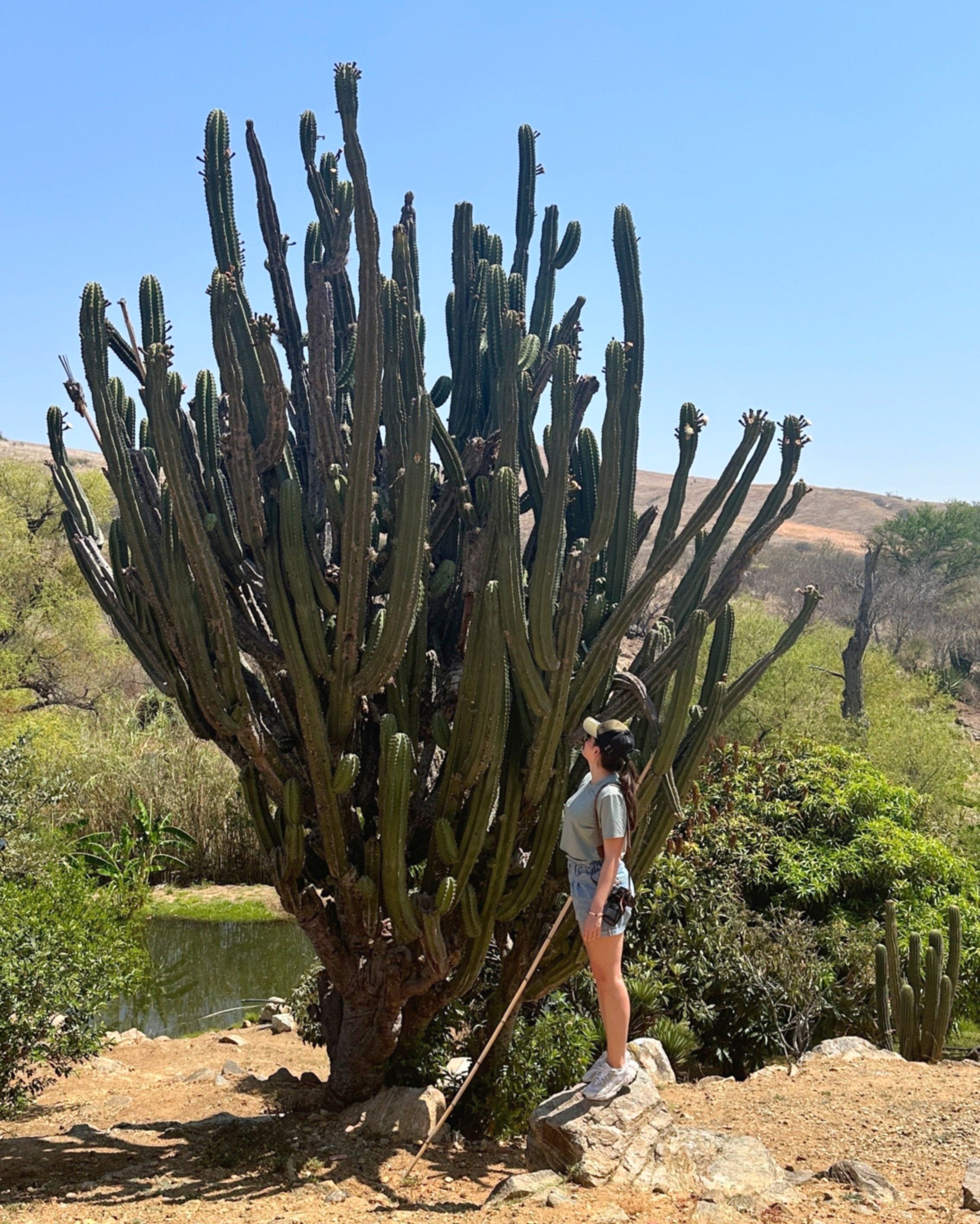  300-year-old aged cactus